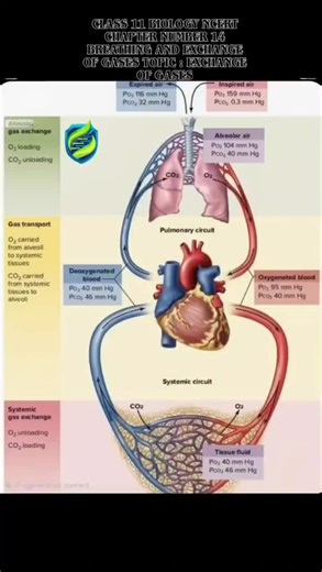 Human Physiology: Oxygen and Carbon Dioxide Exchange Pathway | Dr. Preeti Singh posted on the topic | LinkedIn