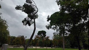 A uniquely shaped crooked tree stands as the centerpiece of a tranquil park, surrounded by lush greenery. This footage highlights the charm of natural imperfection, perfect for projects celebrating na