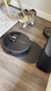 Is this how you eat, Dustin? Just tell us: where the food comes from? 🍗 📹: @ the_mckain_cats #bObsweep #robotvacuum #vacuumcleaner #Dustin #catsofinstagram #instapets #lunchtime | bObsweep