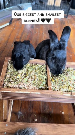 Meet Our Biggest and Smallest Bunnies