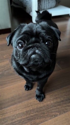 Pug Spa Day with Snoop the Pug