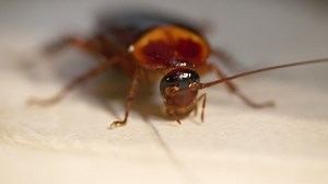 Close-up Brown Cockroach On Floor Stock Footage Video (100% Royalty-free) 1068955967 | Shutterstock