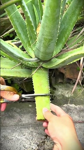 simple trick for pruning unproductive aloe vera stems #shorts