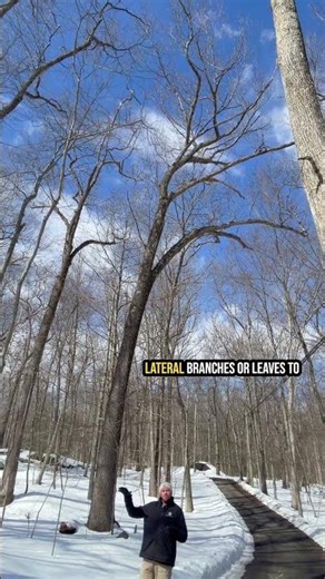Why Trees Avoid Each Other | Understanding Crown Shyness