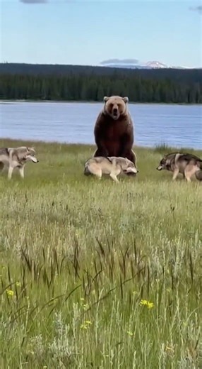 This Bear vs Wolves Moment is Insane #wildlife #shorts #viral