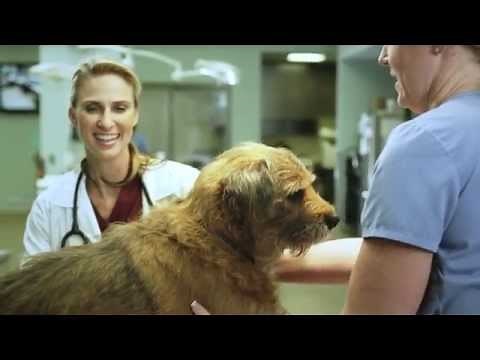 How To Apply Vectra® For Dogs & Puppies