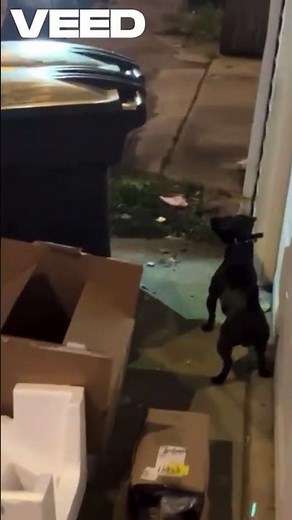 Patterdale terrier slays rat #rat hunt, # dog hunting # chicago rats, working terrier
