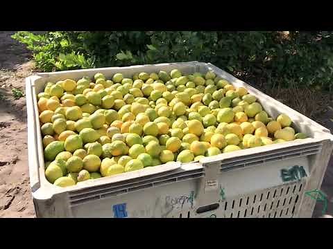 How Lemons are Ripened