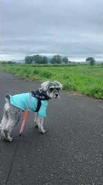 今日も散歩が楽し過ぎた #ミニチュアシュナウザー #miniatureschnauzer #楽しい #散歩