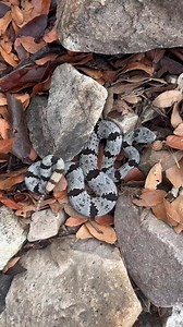 Can you identify this small, grey and black rattlesnake from southeastern Arizona? | Rattlesnake Solutions