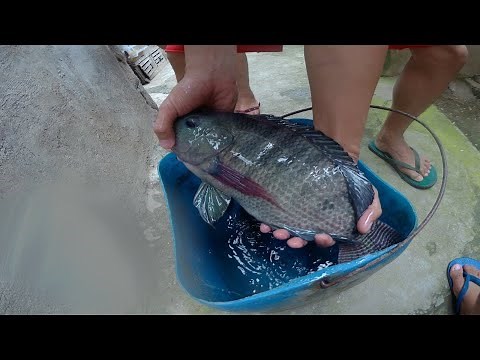 Backyard Tilapia Pond Breeding Setup