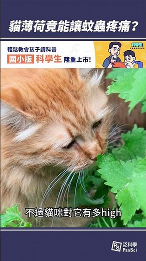 貓界快樂草「貓薄荷」，竟然能讓蚊蟲疼痛？#shorts