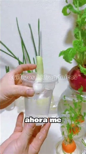 ‎Aprende a cultivar tus alimentos desde casa🥦🥬#hidroponía