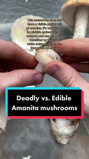 Identifying Toxic vs Edible Amanita Mushrooms