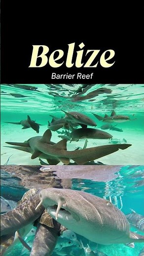 Snorkeling with sharks at the Hol Chan marine reserve and shark ray alley in San Pedro Belize 🩷