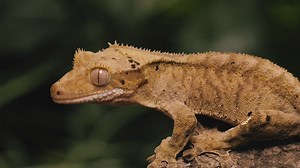 Orange Gecko on a tree trunk closeup shot - Free Stock Video