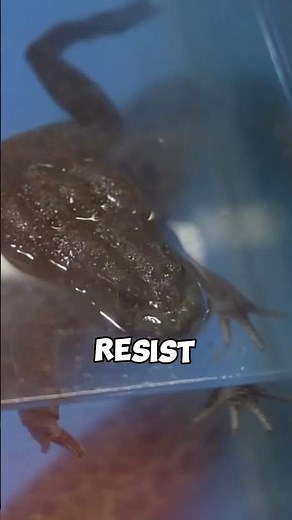 The Tungara Frog Foam Nests | A phenomenon of frogs Creating Foam Nests #TungaraFrog #FoamNests