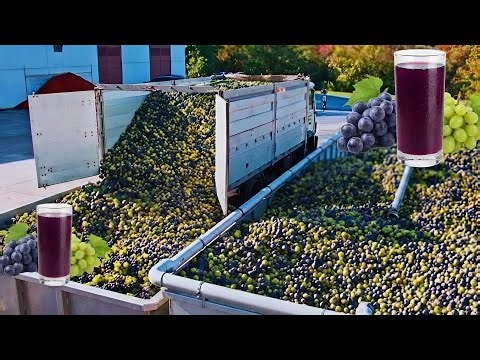 🍇 How Grape Juice & Concentrate Are Made Inside the Largest Grape Processing Plant