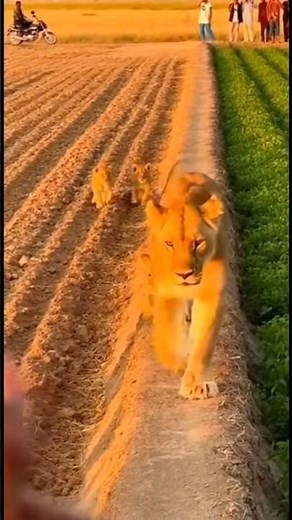 Lioness cubs playing in the field #lioninvillage #lion