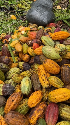 De esta manera realizamos el proceso de cosecha del mejor Cacao, en la zona rural de la parroquia Montalvo, Esmeraldas, Ecuador. 🇪🇨 | Montalvo Horqueta