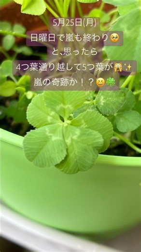 嵐の奇跡!?🍀✨ ⑤四つ葉のクローバー栽培キット🍀よつ葉通り越して5つ葉が🙀by老い先短い老ネコひみっちのベランダガーデニング💚💙❤️💜💛