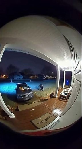 Owls Attack! 🦉😨 Person Pulled Off-Screen