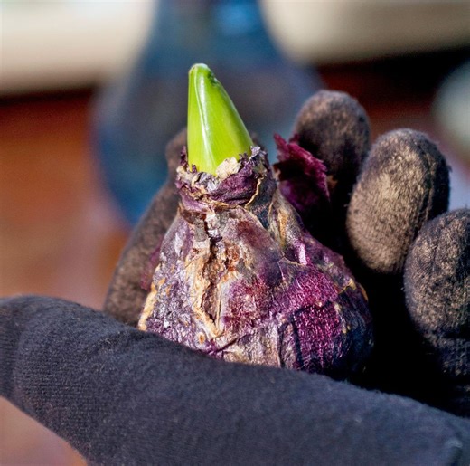 Here's How to Plant 13 of Your Favorite Bulbs for a Pretty Spring Show