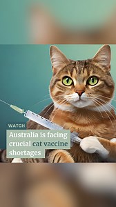 The shortage poses a risk to stray populations and animals in shelters. | The Border Mail