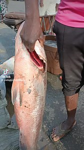 21 reactions | We Get Shinose, Red Snapper, Baracuda. Spot that Mighty Red Snapper. Any Soup with; Redsnapper - N7000 Shinose - N7000 Baracuda- N7000 Catfish - N5000 Location: Opposite Prime wash odili road by Citizens Assembly port Harcourt. | Adeglory Food Empire | Facebook