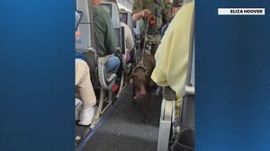 JetBlue scare: Travelers on Boston flight to Florida held on tarmac for hours after bomb threat