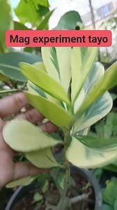 14K views · 370 reactions | Try ko lang Yan sana mabuhay sya #lynnsgarden2 #tips #plantita #Philippines #propagating #plantsmakepeoplehappy #highlightseveryonefollowers | Lynn's garden2 | Facebook