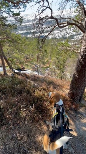 The sound of running water in spring 🫶 #shortsyoutube #nature #running water #spring #hiking