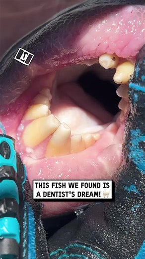 It shouldn't look that human🤨 | Travis Scott Fish