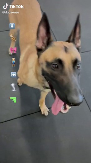 #emojichallenge #dogchallenge #dogtrainersoftiktok