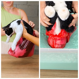 61K views · 238 reactions | Cute silicone mermaid costume for your furry friend | 5-Minute Crafts Like | Facebook