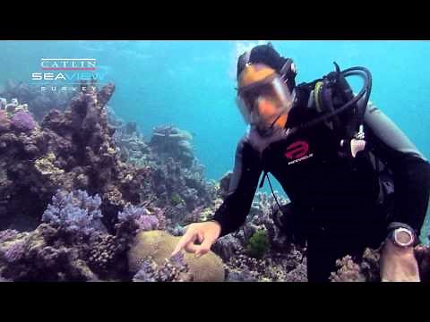 Seaview Science Video: Coral Polyps