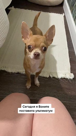 Charming Chihuahua Moments: A Delightful Pet Showcase