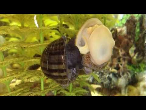 Freshwater snails mate breed - mystery snail & golden snail