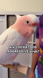 Are Cockatoos Aggressive? Here’s a Major Mitchell’s Cockatoo I have been training and let me tell you about whether or not Cockatoos are aggressive birds. Cockatoos most typically bite for one of two reasons: 1) They are defensive/scared or don’t want to cooperate 2) Mature Cockatoos can be very defensive of territory and mates It is important that a Cockatoo has a good friendship/relationship with people and not perceive them as a mate. In either case, The Parrot Wizard’s Guide to Well-Behaved 