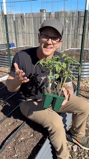 Plant Extra Tomatoes, You’ll Thank Me Later…