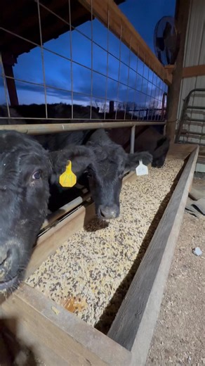 Fun fact: Cattle produce heat through rumen fermentation. When microbes break down hay and grain, the digestive process generates metabolic heat, which naturally raises their body temperature. Feeding in the late evening during winter means peak fermentation happens 2-6 hours later right during the coldest part of the night helping keep cattle warmer. In summer, evening feeding shifts that heat production to the cooler nighttime hours, reducing heat stress during the day. That’s why we feed our 