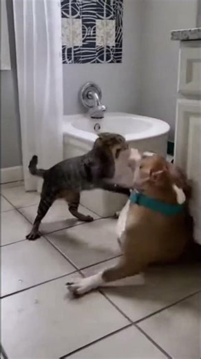 Bathroom Prank Backfires in the Funniest Way