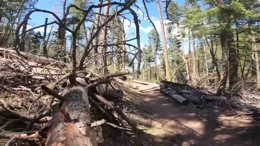 4-year forest management plan to reduce wildfire risks near Bogus Basin