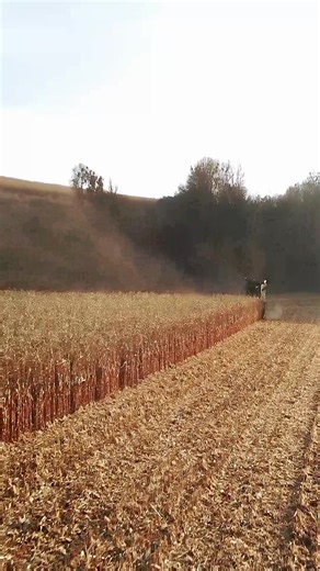 Harvest juggernaut dominating golden seas #corn_jd | AgroViews