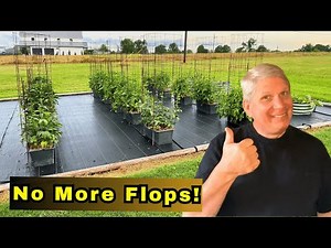 The BEST Tomato Cages for Container Gardening