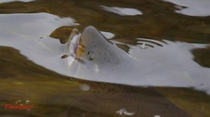 Here are the highlights of last weeks Blue Winged Olive hatch on the Green. For more info check out the fishing report at Flaminggorgecountry.com | Visit Flaming Gorge