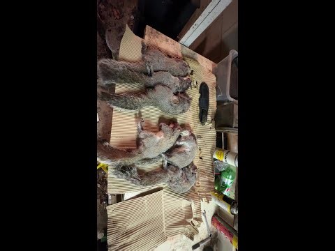 Squirrel Hunting with Gamo Swarm Maxxim 10x Gen 1 .177 and Ruger Impact Max Elite .22 Cal