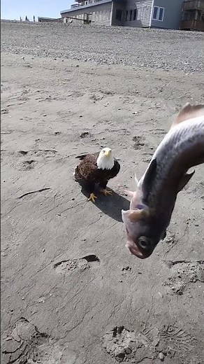 Feeding a Bald Eagle a Fish by Hand || ViralHog
