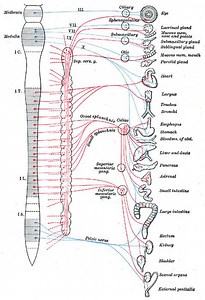 Preganglionic nerve fibers - Alchetron, the free social encyclopedia