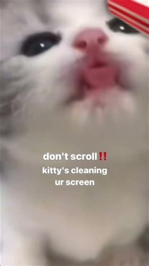 Don’t scroll!!! Kitten furball is cleaning your screen so it can be clean!